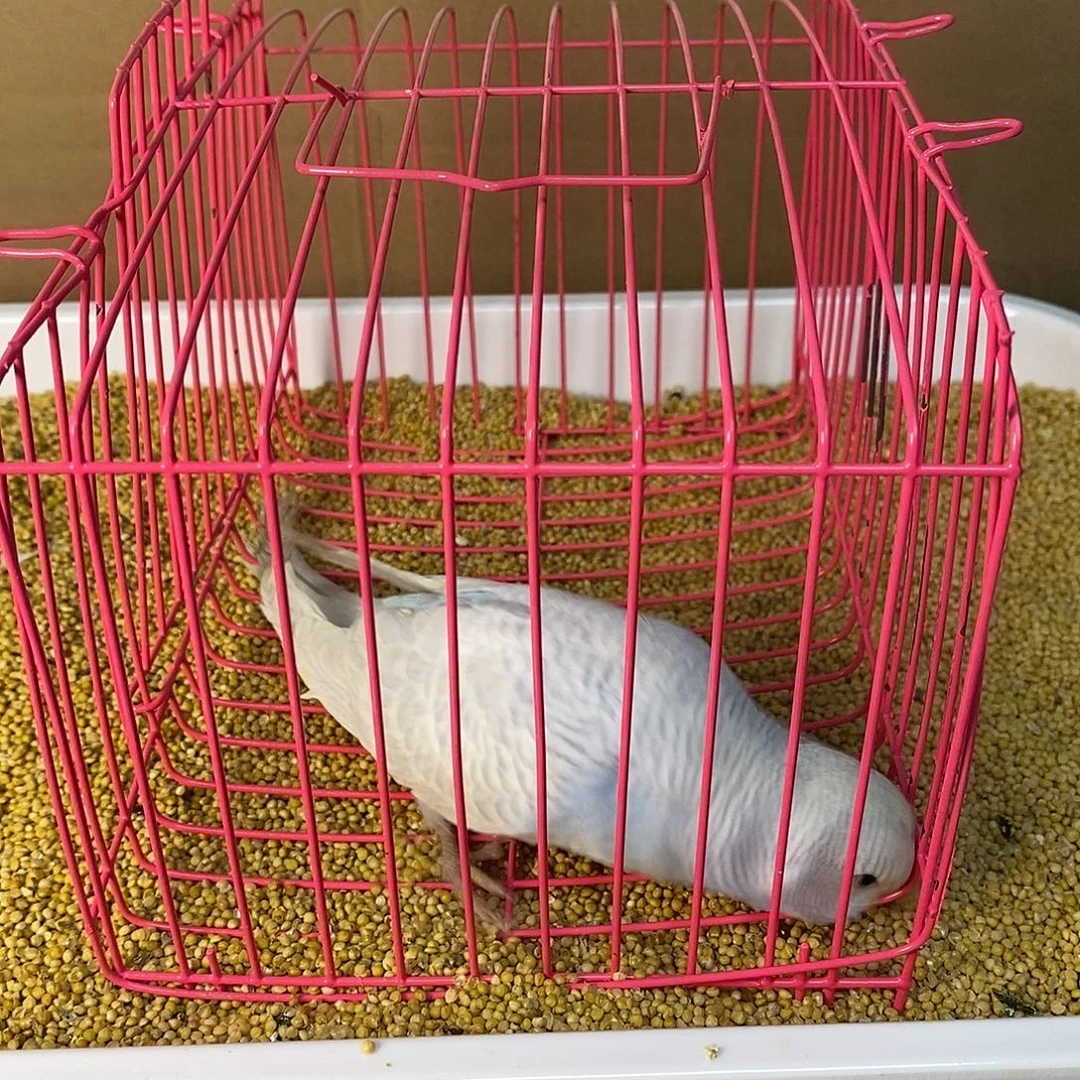 虎皮鹦鹉大头虎皮