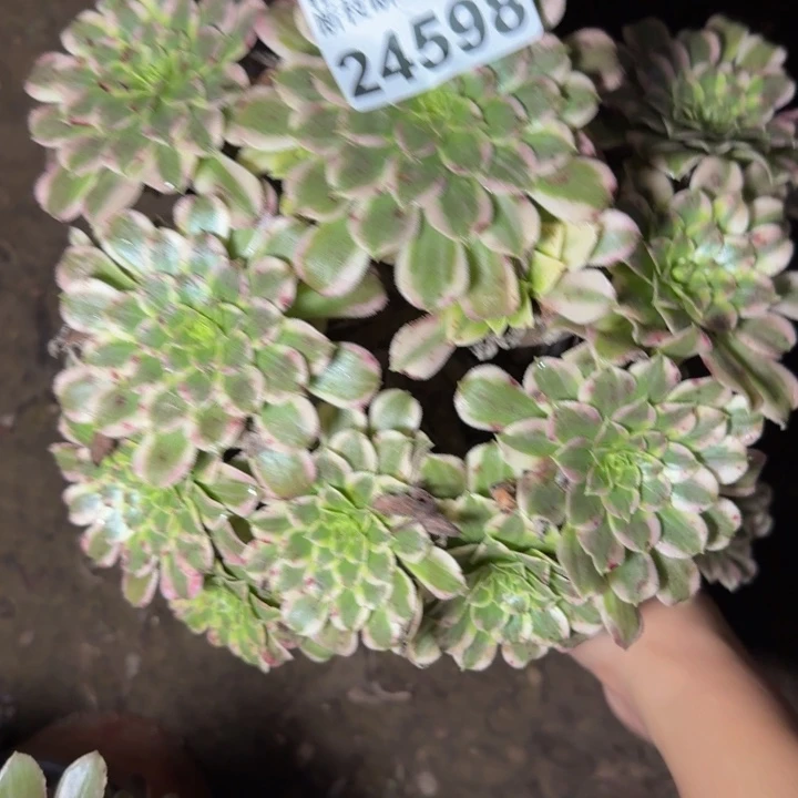 24598天和多肉植物
