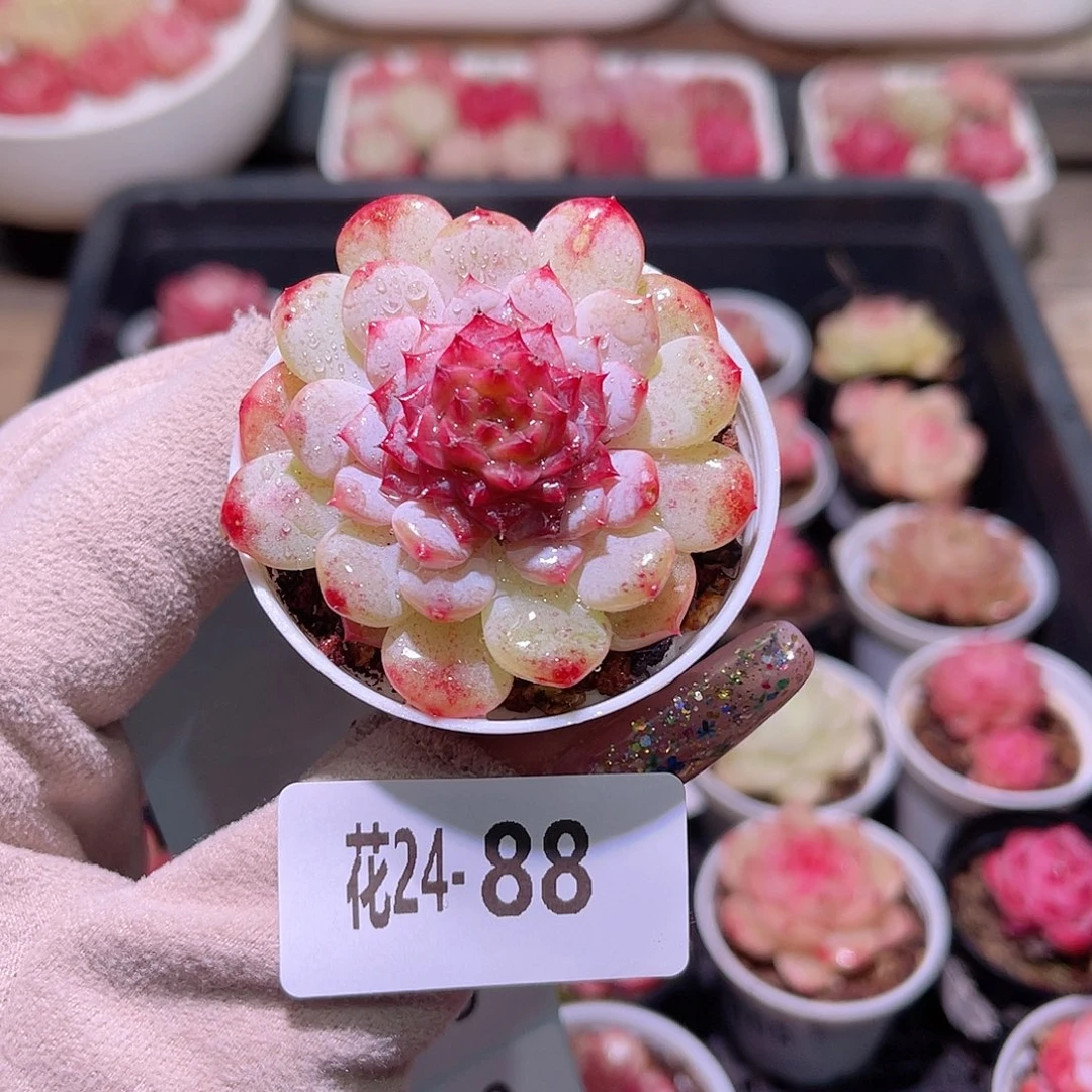 花利美24-88新品单头