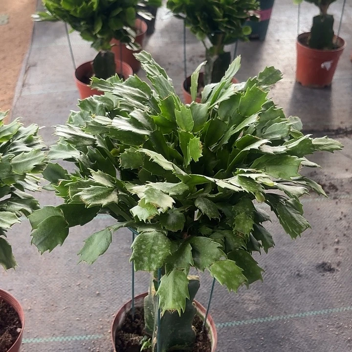 *****当前无花栽培后可以开花