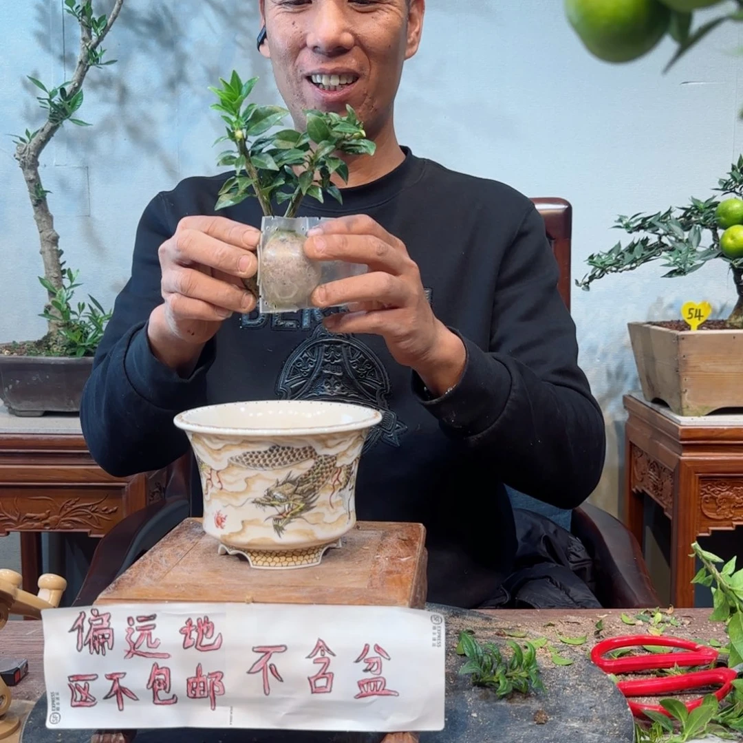 当前无花朵，栽培后可花朵马*