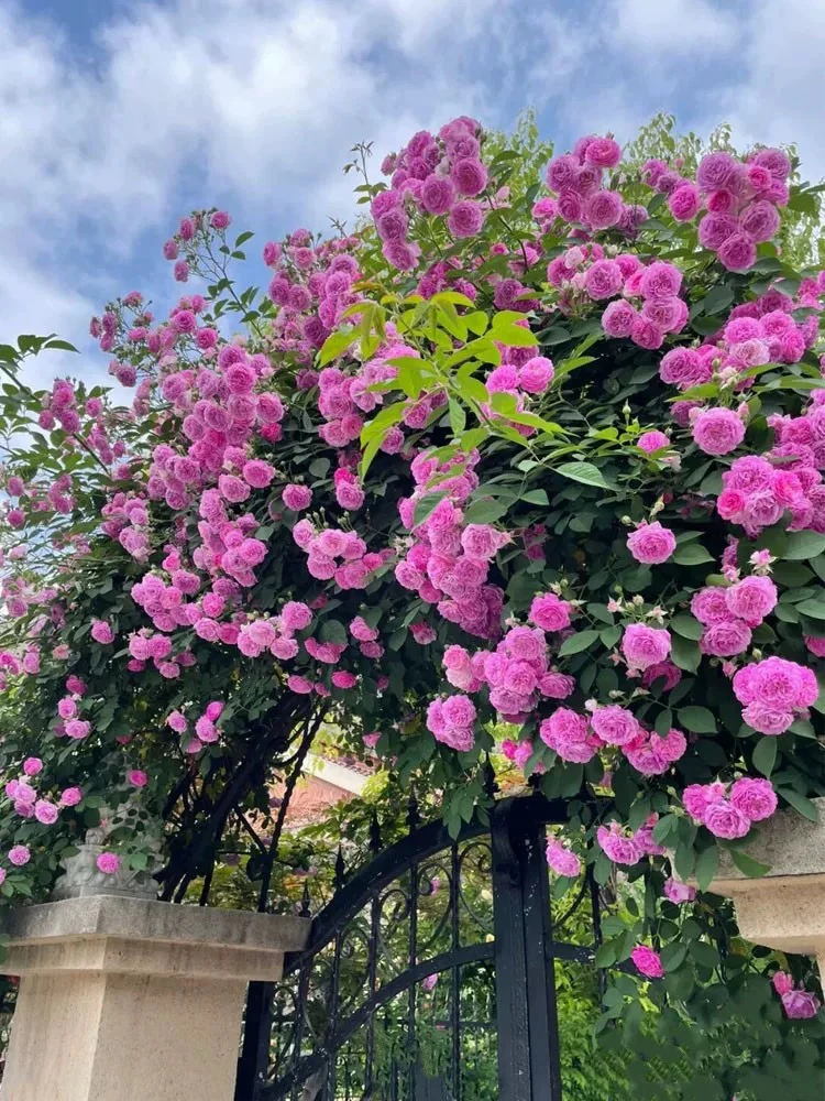 老品种十姐妹蔷薇花苗阳台庭院浓香集群开花卉植物簇花大重瓣多头