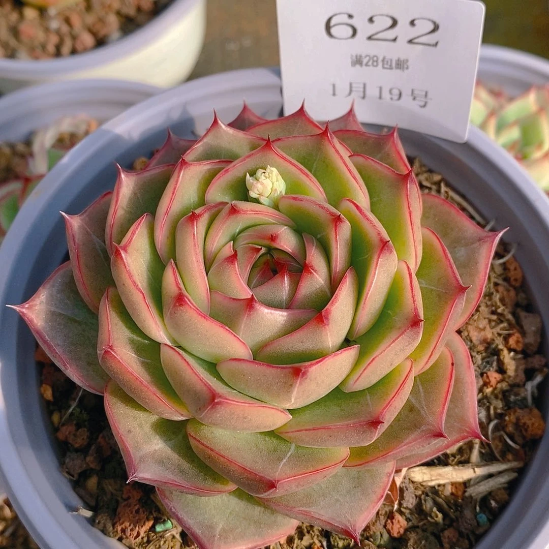 【闪购商品】云622