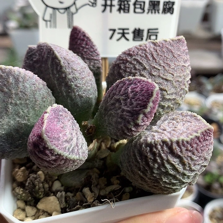 猪肝母本—专拍专拍专拍