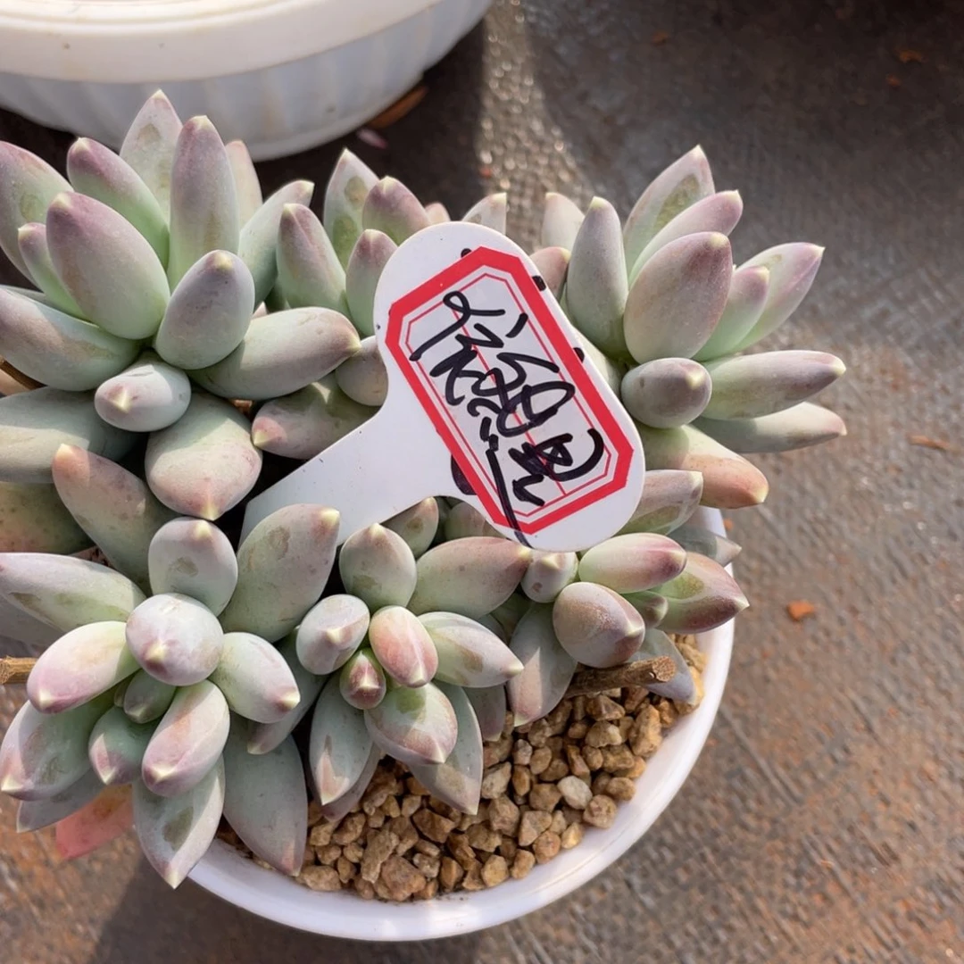 我***我姐姐说她真的不是一般