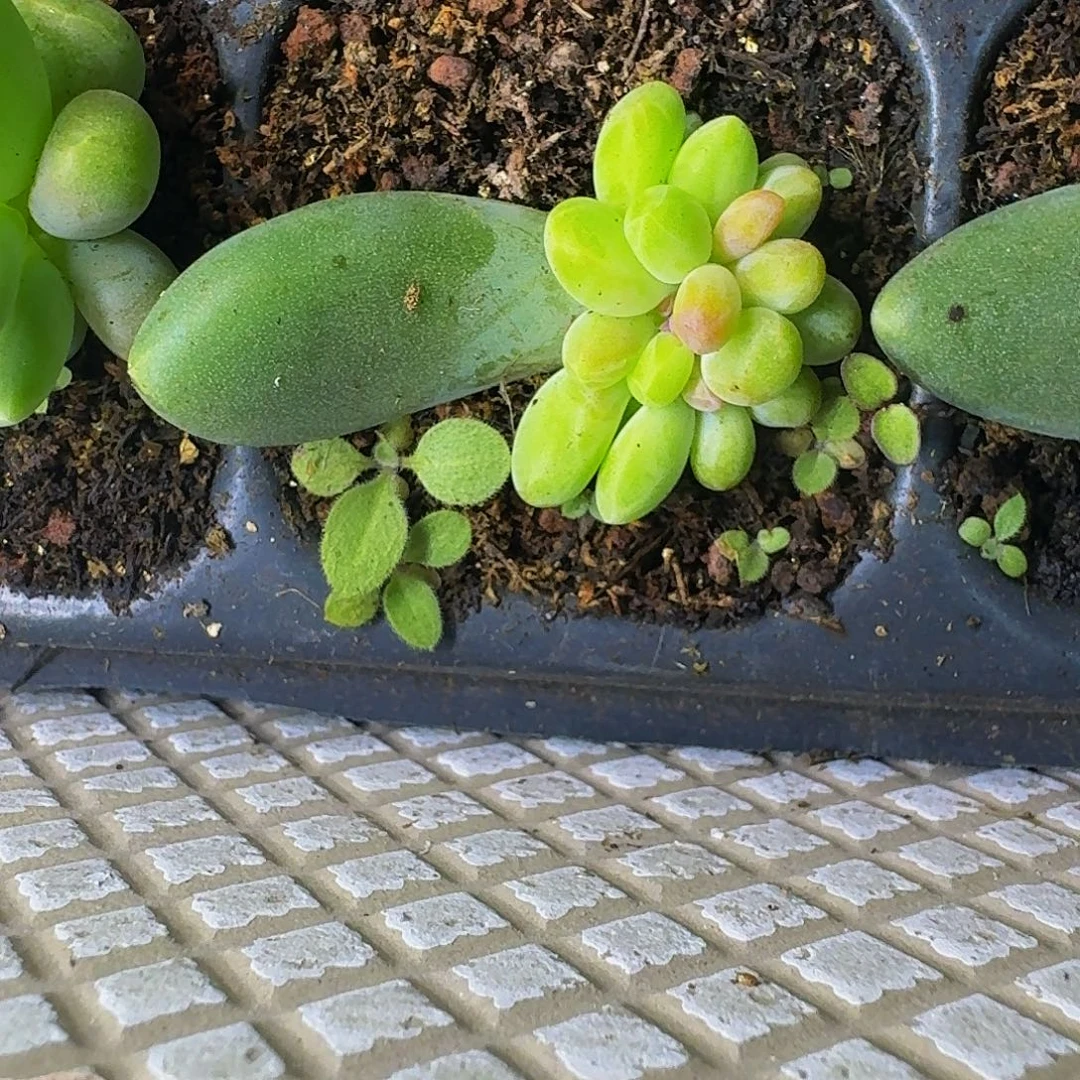 迷雾森林 叶插 一物一拍