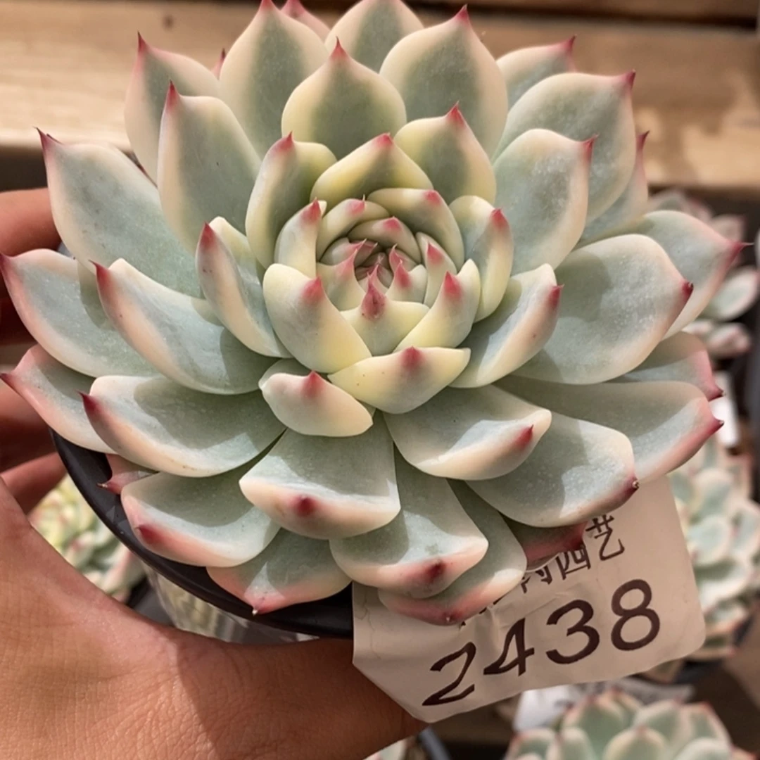 吉娃娃锦多肉植物2438
