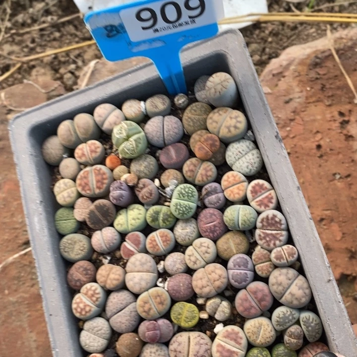 神***s生石花等植物和植物909