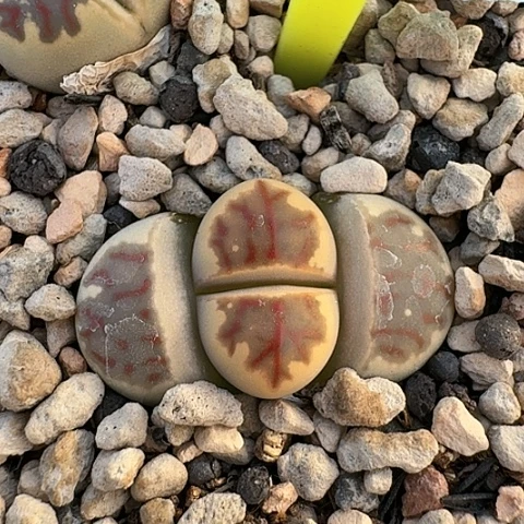 3696，丽虹红纹脱土发货