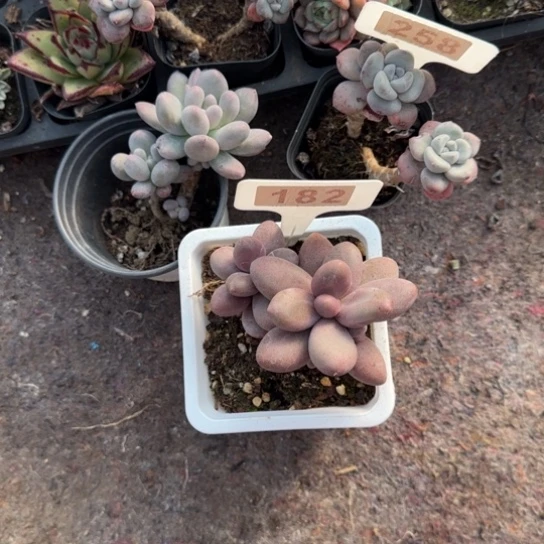 ***182糖果美人多肉植物多