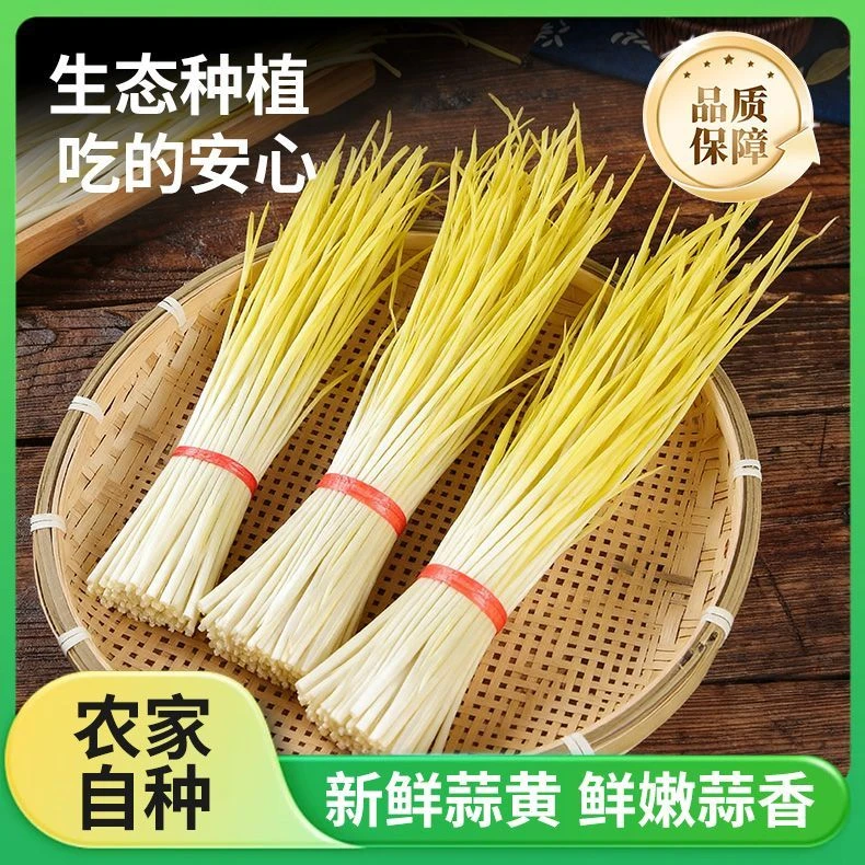 河南农家当季新鲜蒜黄大蒜幼苗时令蔬菜