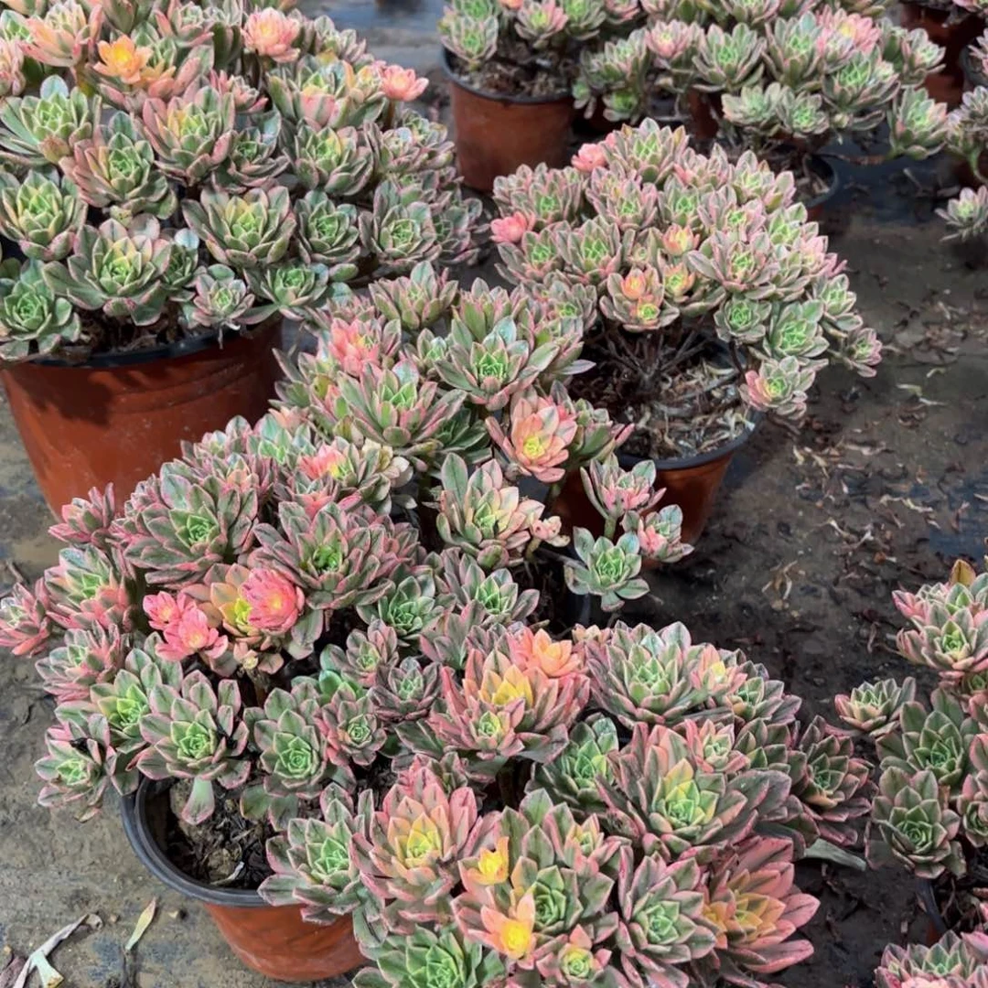 甜茶木质老两颗9.9