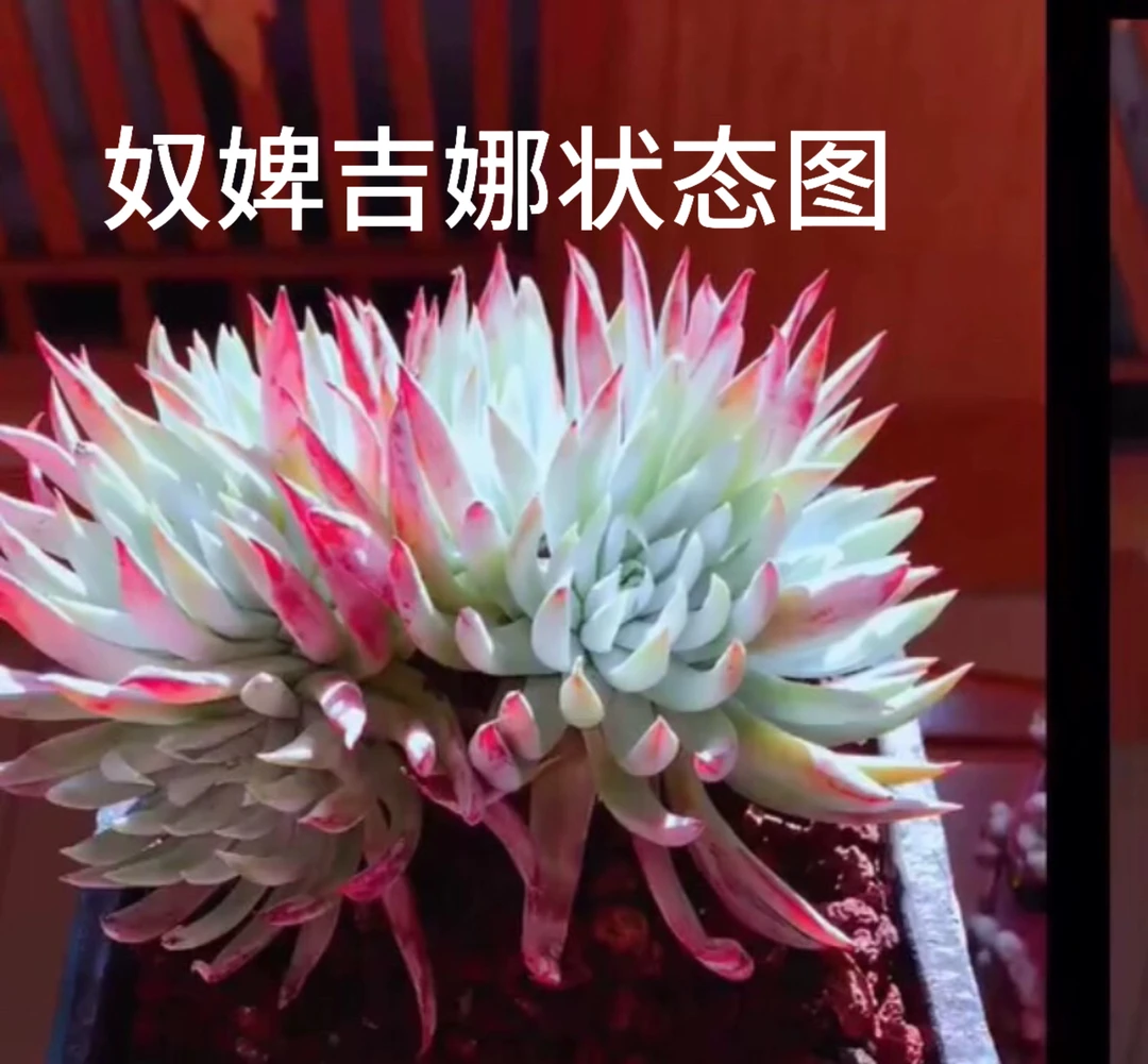 奴婢吉娜4年老庄出状态红色仙女杯类 冠幅20多厘米多肉植物