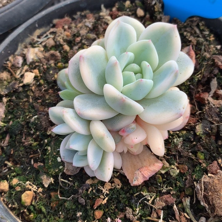 我**姐梦露锦底座锦上园艺一物一拍