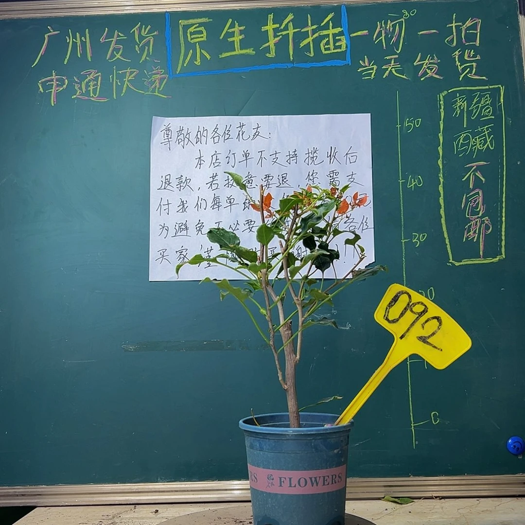 当前无花栽培后可以开花橙美人092