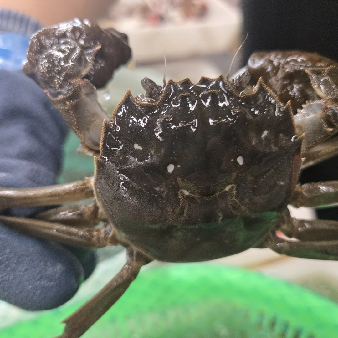河蟹公母混1.2-1.5两一个8斤装数只