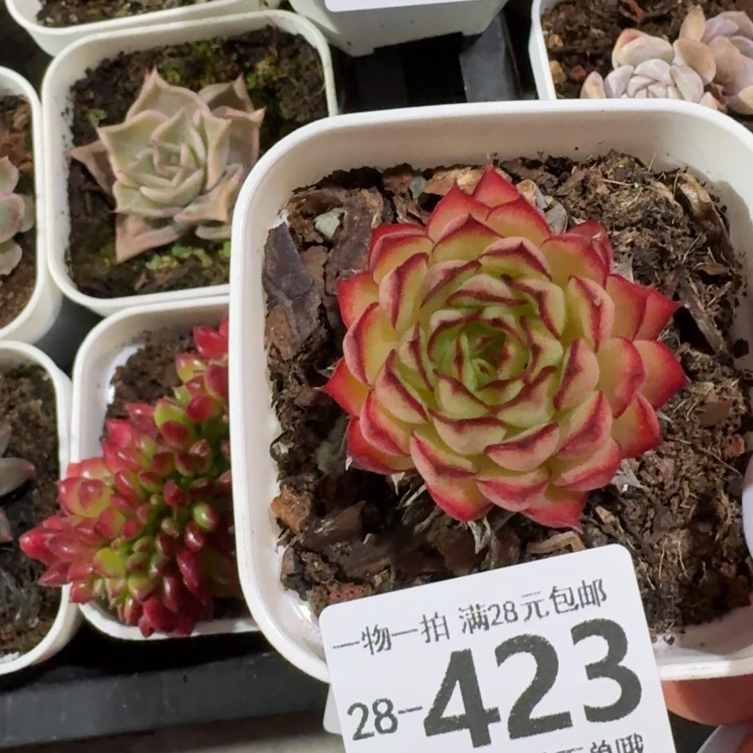 梦幻玫瑰无盆土发货无盆