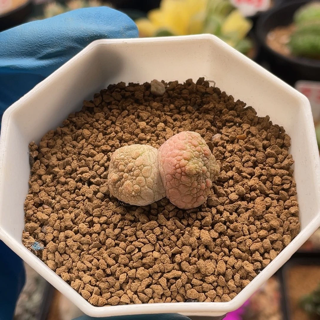 实生大尤十字双头凝蹄玉仙人球