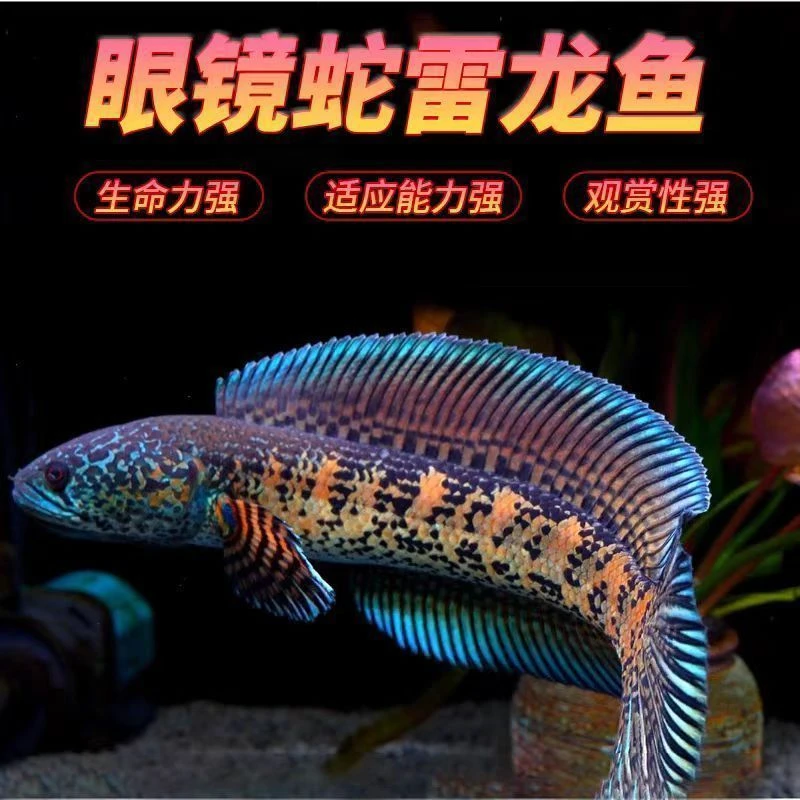 眼镜蛇雷龙【顺丰包邮】黄金眼镜蛇雷龙鱼科技冷水淡水凶猛易活