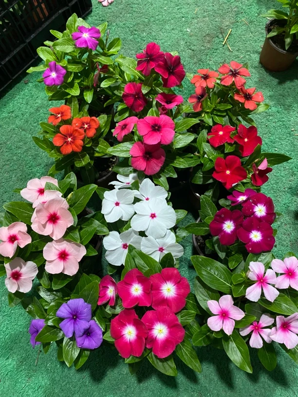 长春花苗盆栽四季开花耐高温庭院阳台绿植带花苞发货