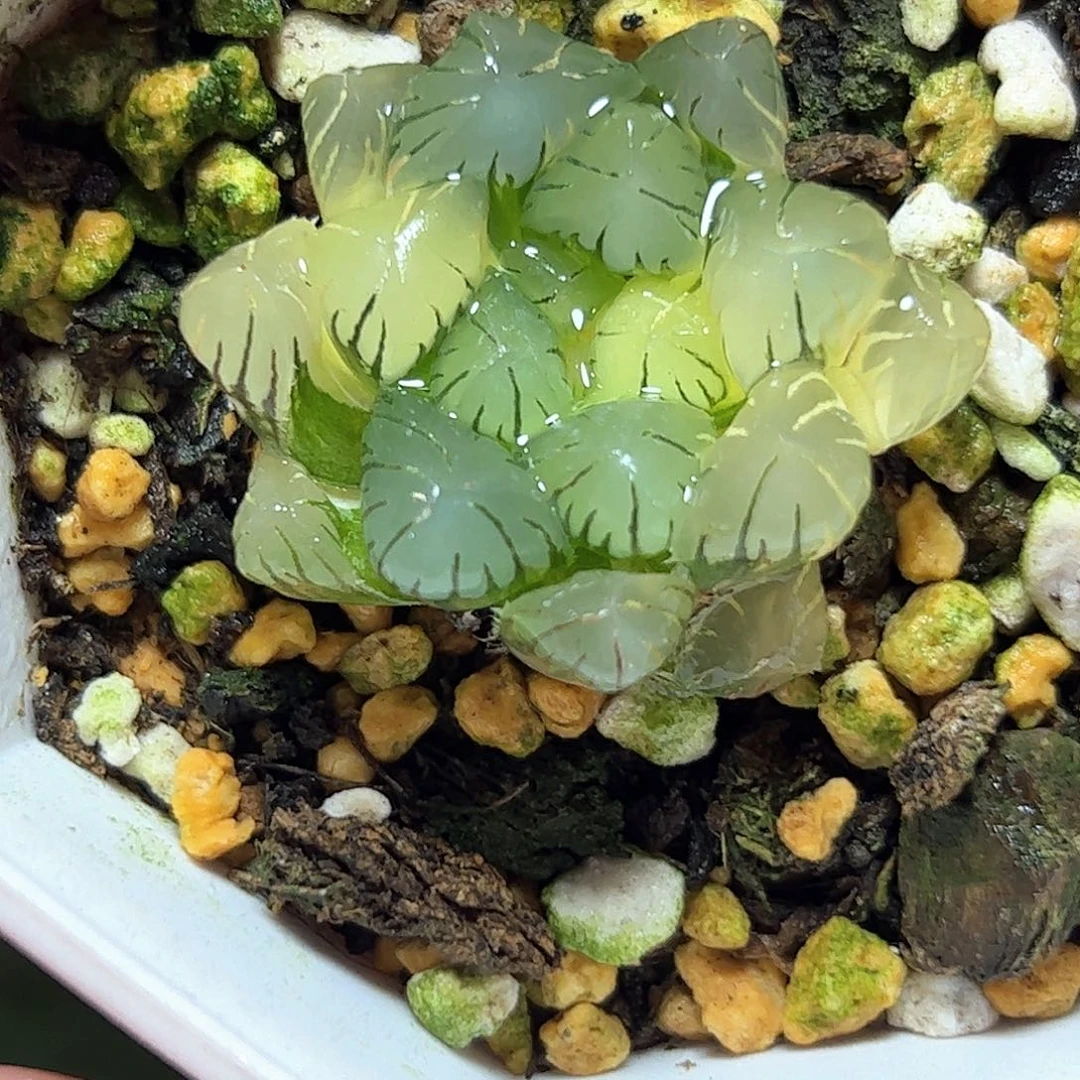冰灯锦十二卷多肉植物