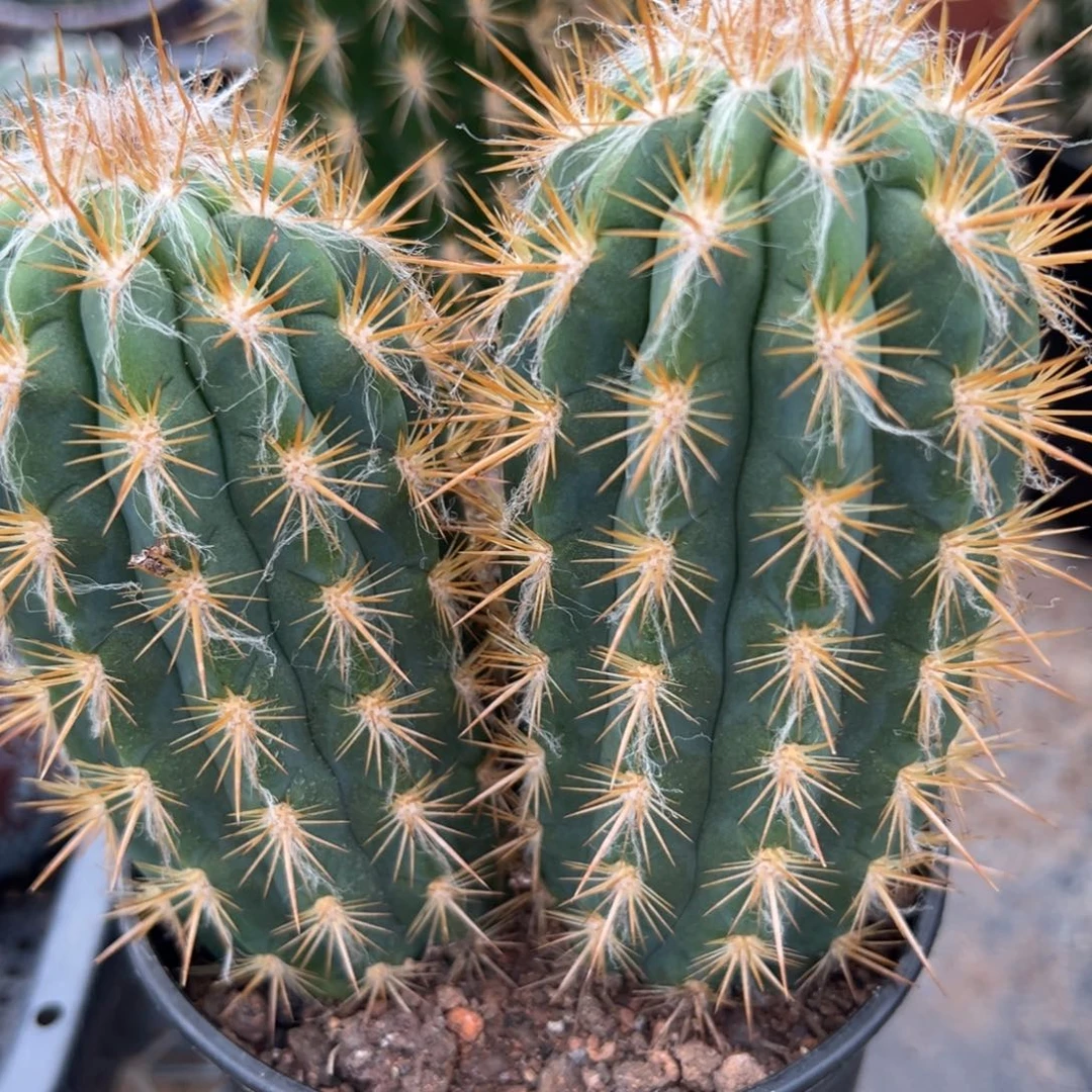 橙***乐零零落落 零零落落