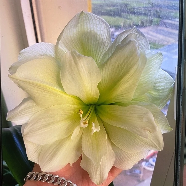 玛丽琳6厘米朱顶红