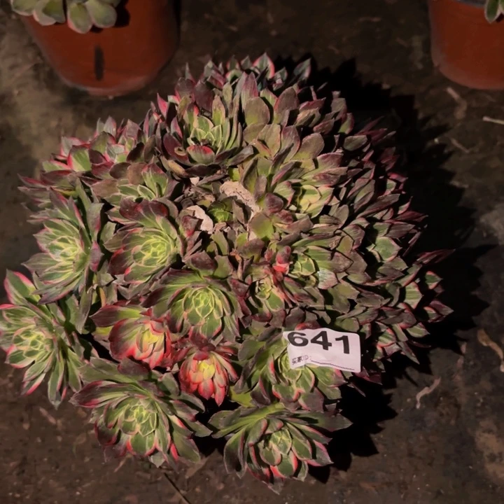 641万花筒多肉植物不售后