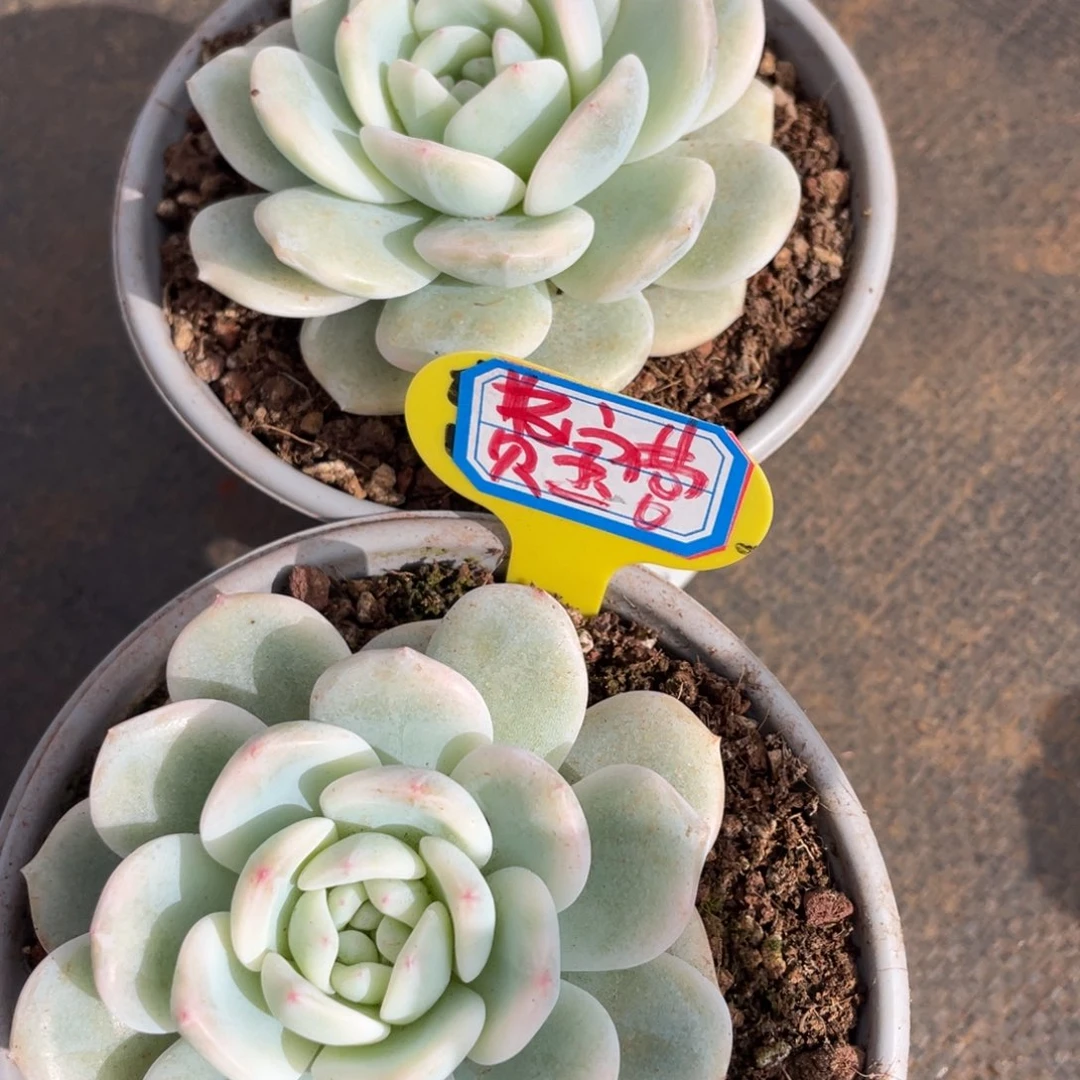 费*营姐姐说她真的有男朋友