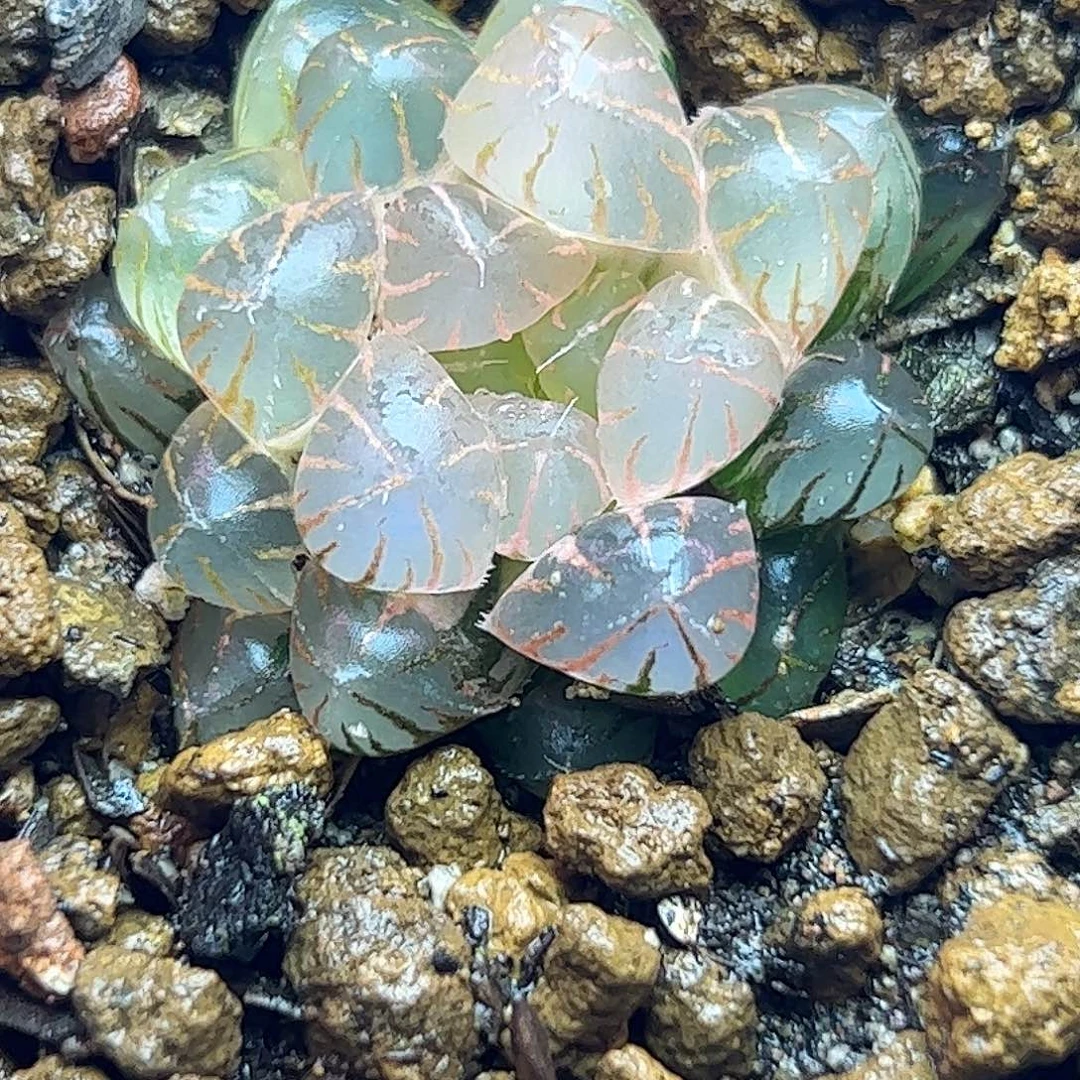 糊斑冰灯锦十二卷多肉植物