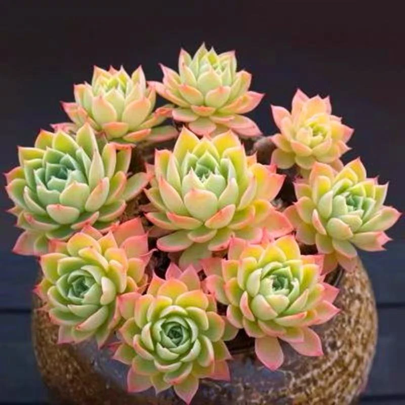 多肉植物老桩懒人好养阳台批发绿植办公室桌面盆栽