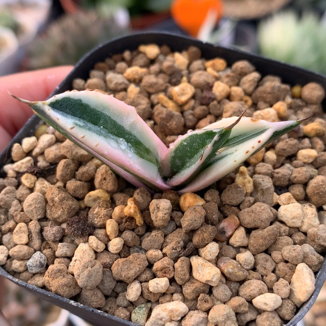 龙舌兰龅牙锦，带盆一起