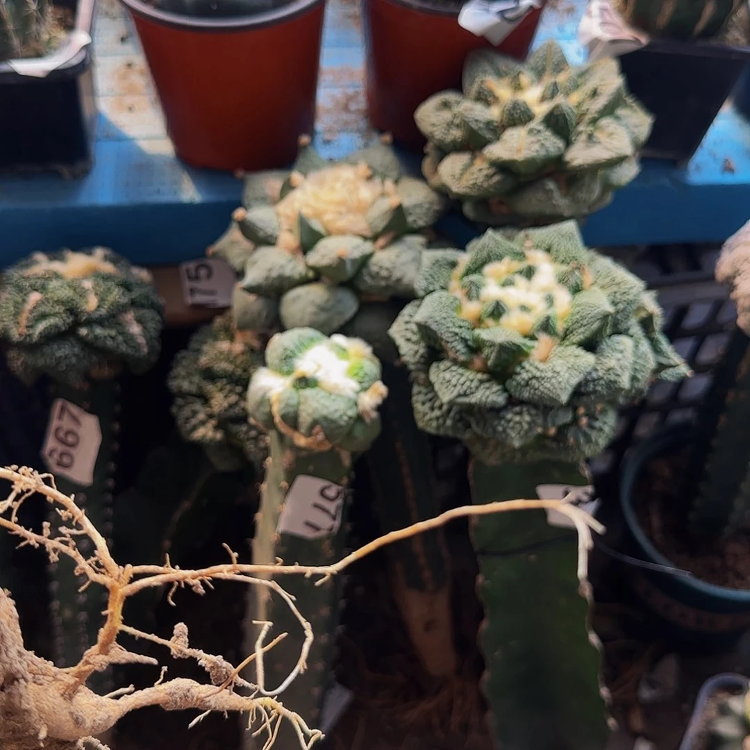 許****植牡丹8888仙人球元开花