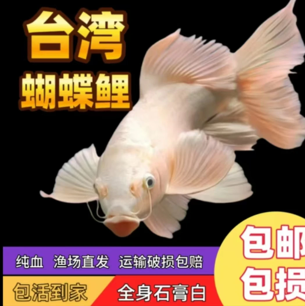 【直播间一物一拍】观赏鱼水族活体短尾草金蝴蝶鲤普身5-8公分