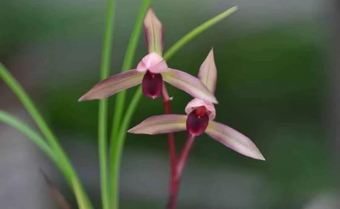 春兰名品（滇红素）