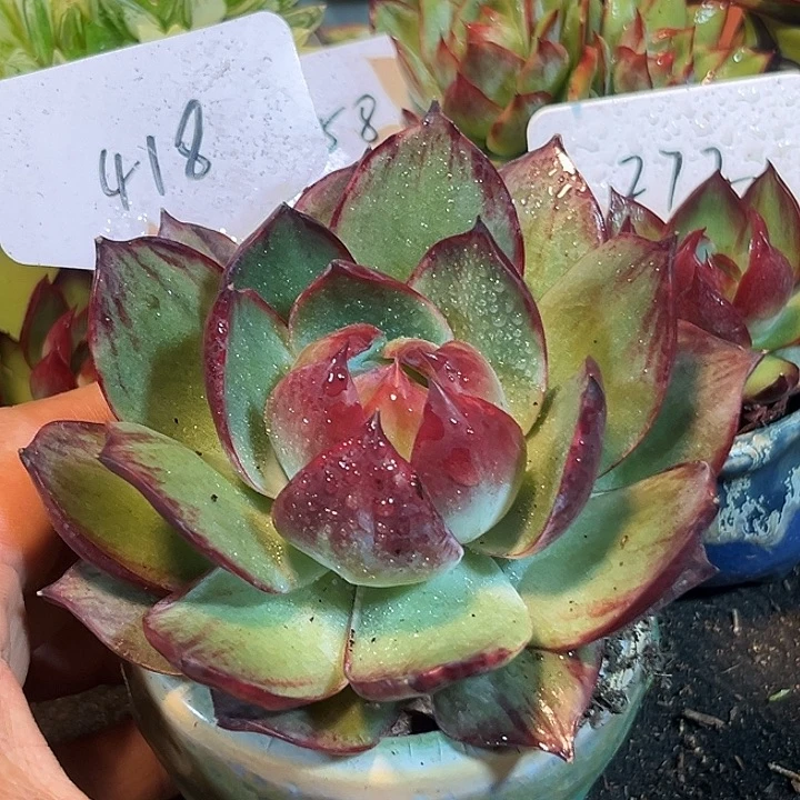 惊鸿一物一拍包装收缩花旱418