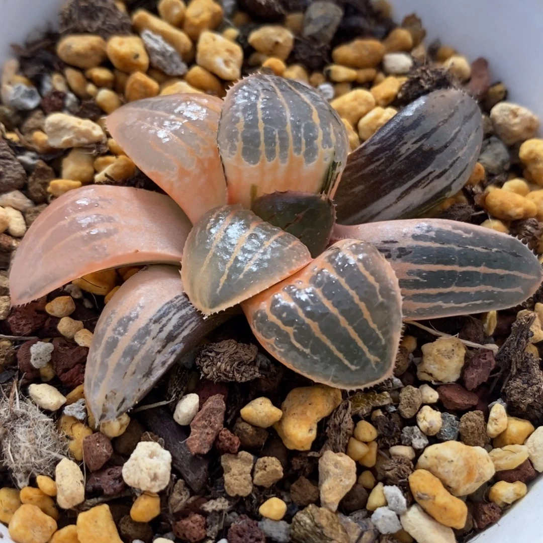 171糊斑亲脂姬锦一物一拍