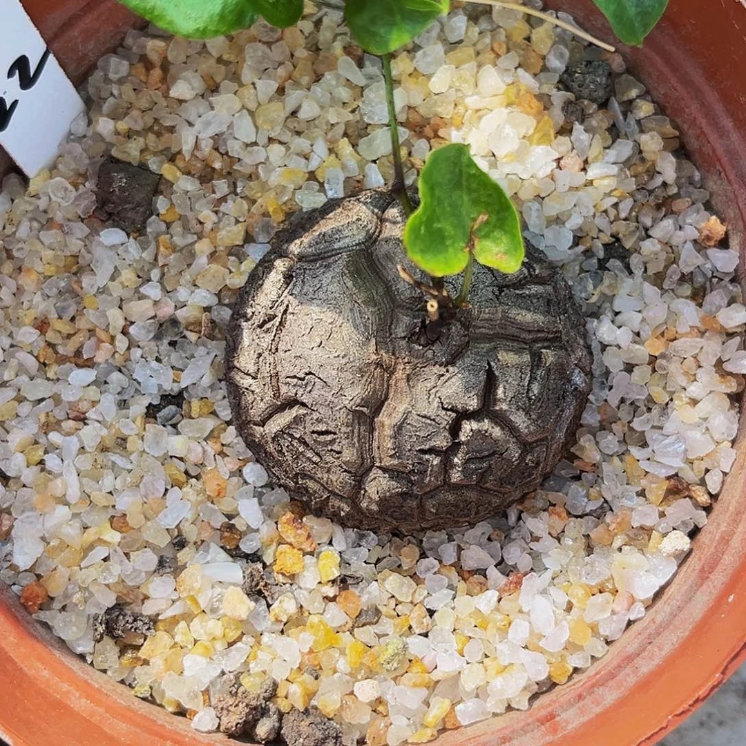 我**的22号龟甲龙