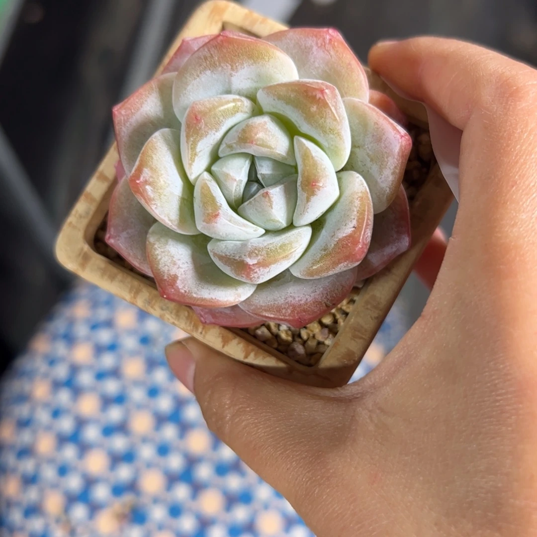 街***&748 多肉植物组合盆栽