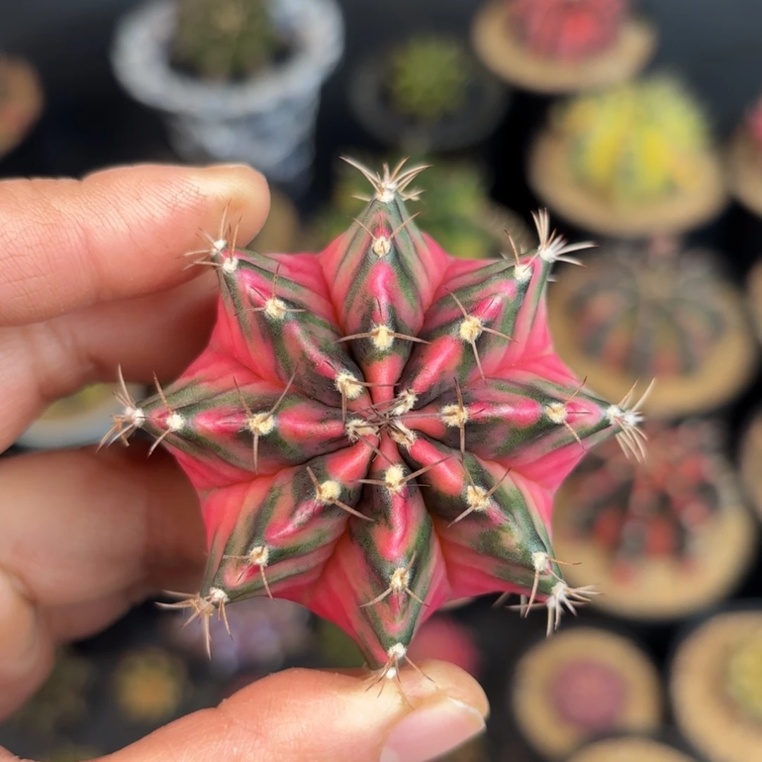 泰系米哈仙人球150