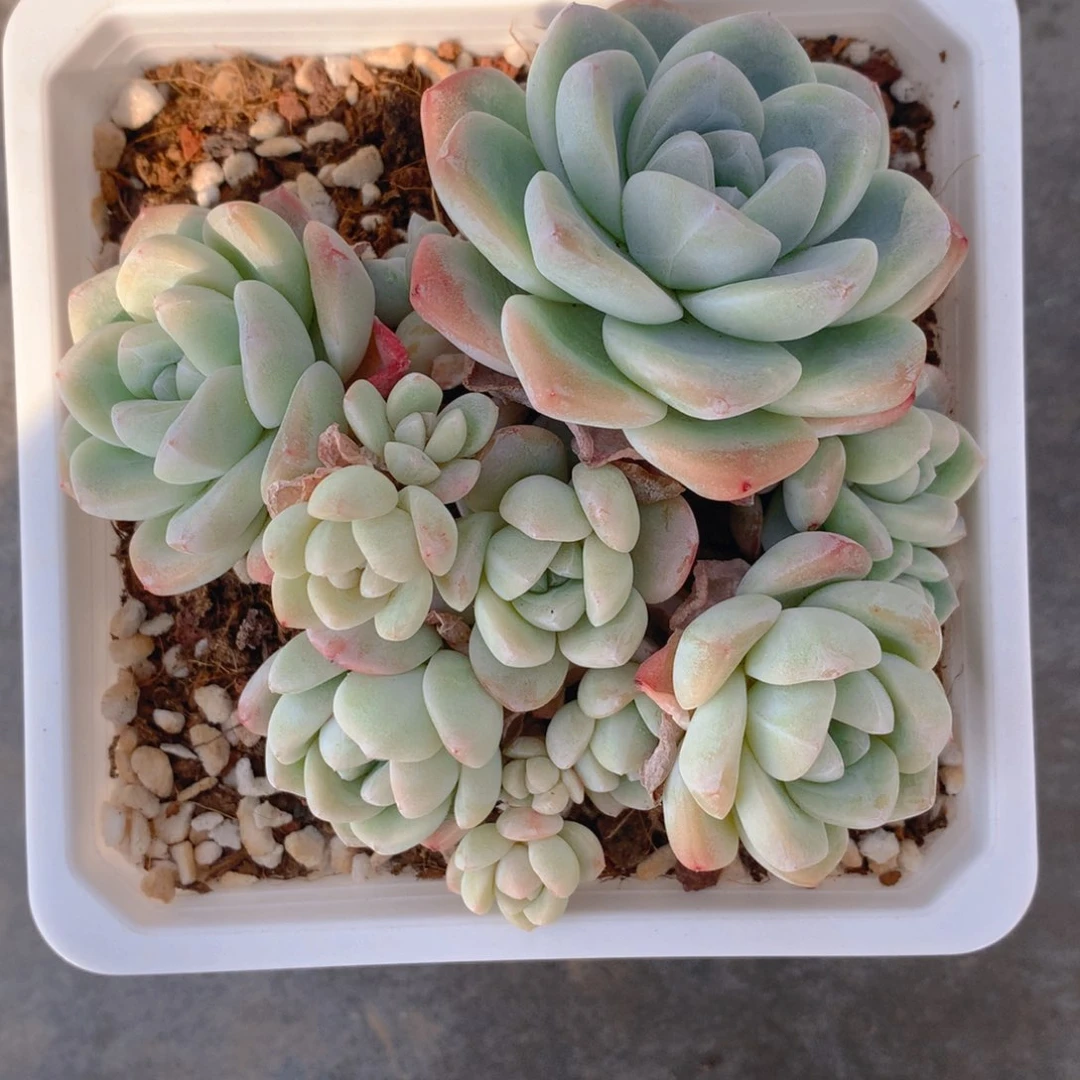 精品冰玉群一物一拍