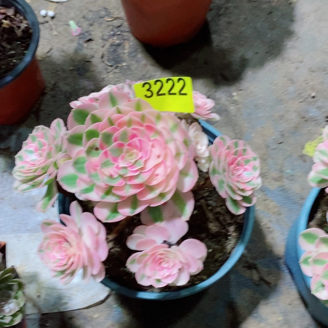 甜***桃小荔枝多肉植物3222