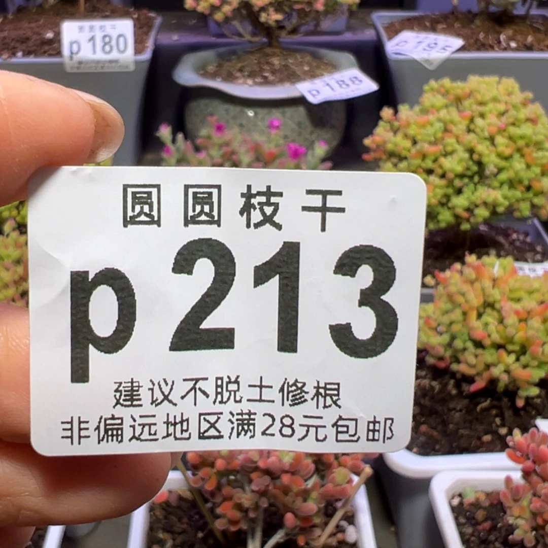 【闪购商品】°*魚p213爱鱼的第四个链接