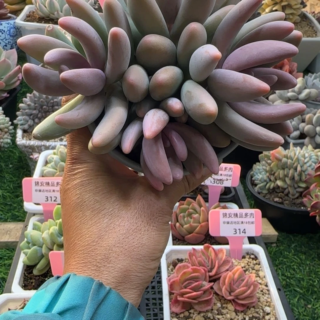 锦安精品多肉植物317