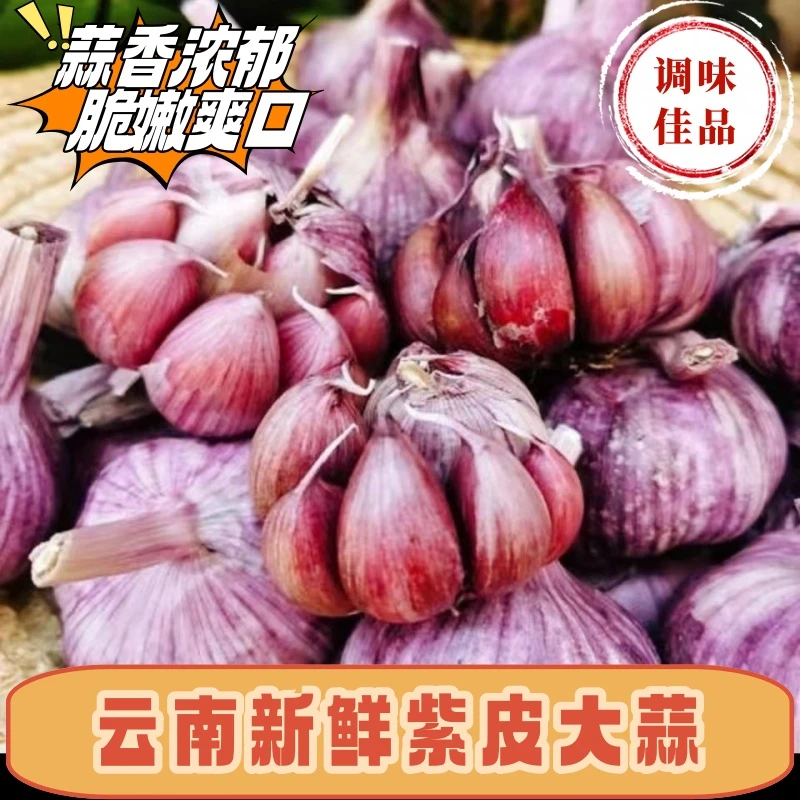 【新鲜现挖】25年云南紫皮多瓣蒜大蒜产地直发大蒜蔬菜大蒜头多瓣蒜