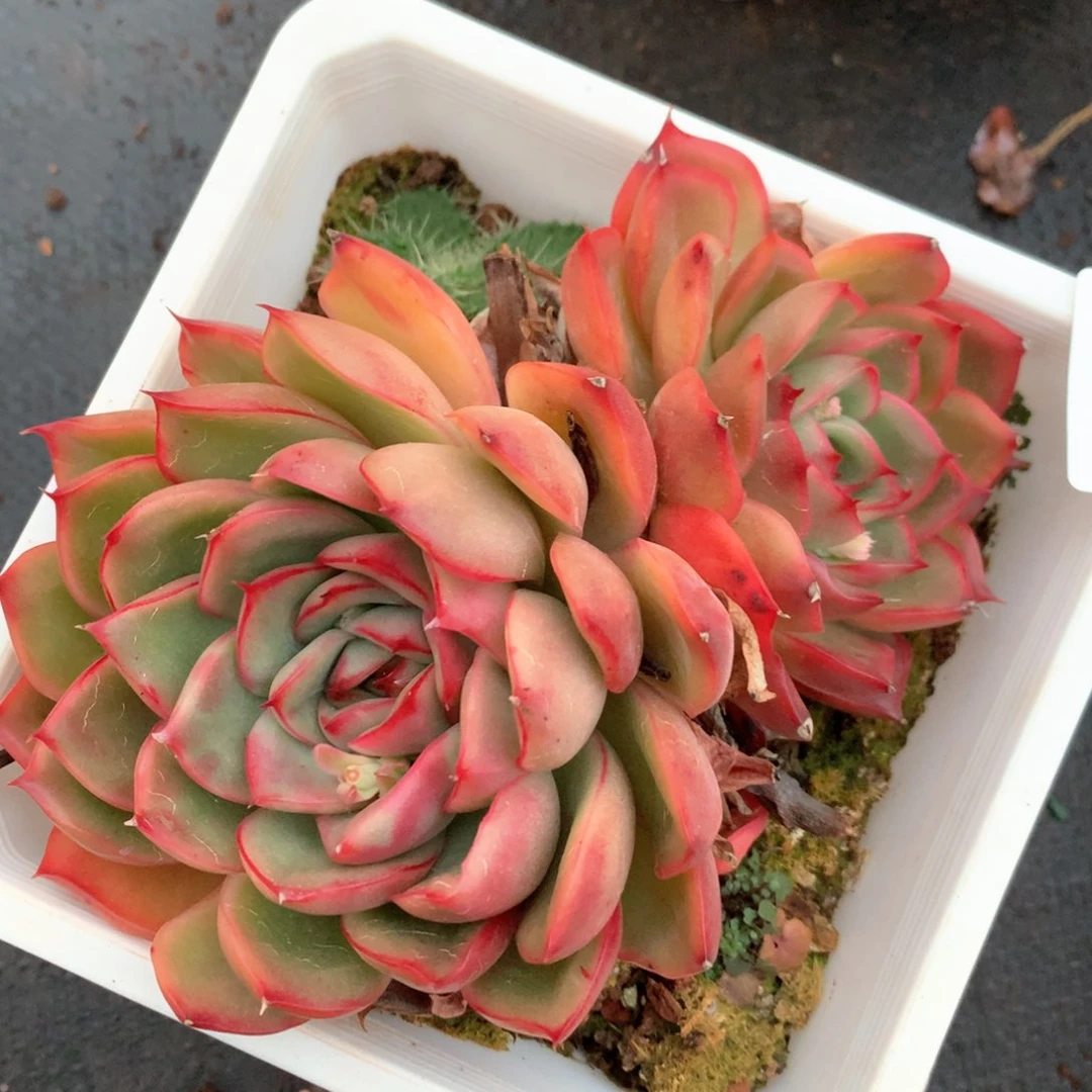 5335杂交多肉植物