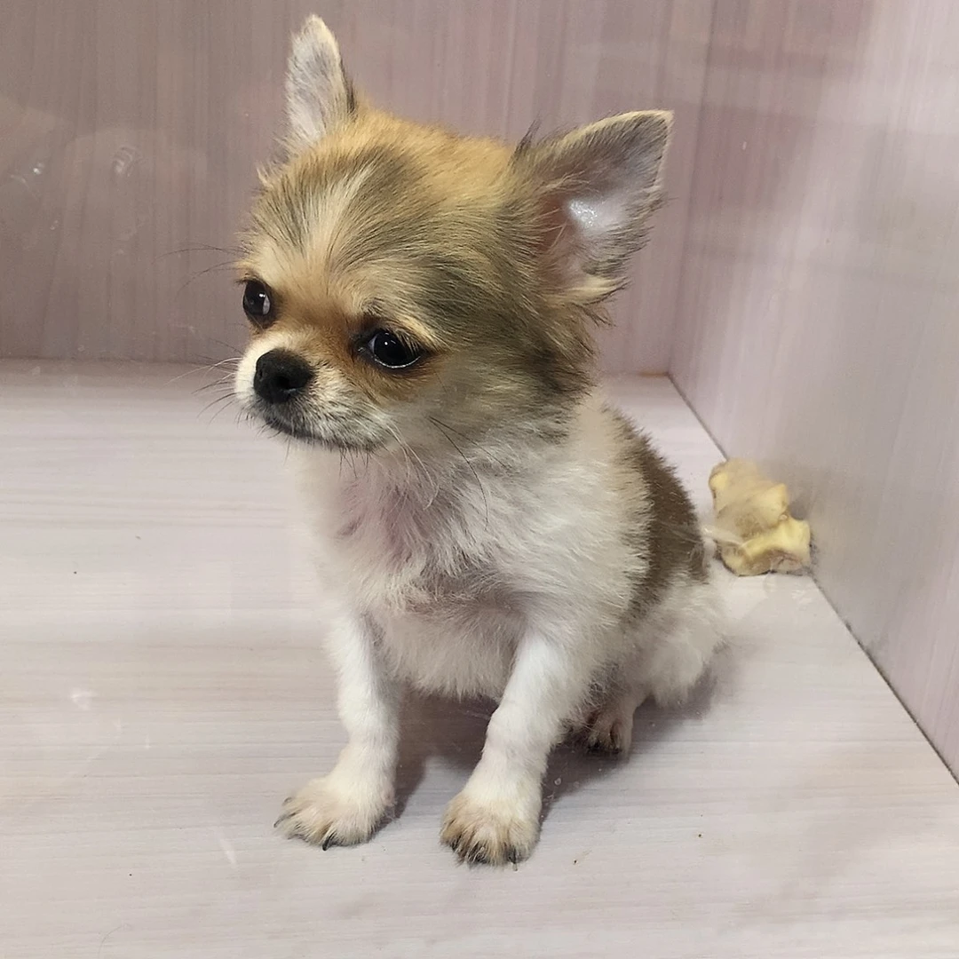 长毛双色吉娃娃弟弟关****蛋