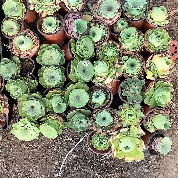 无花朵小*丶40颗玫瑰299号