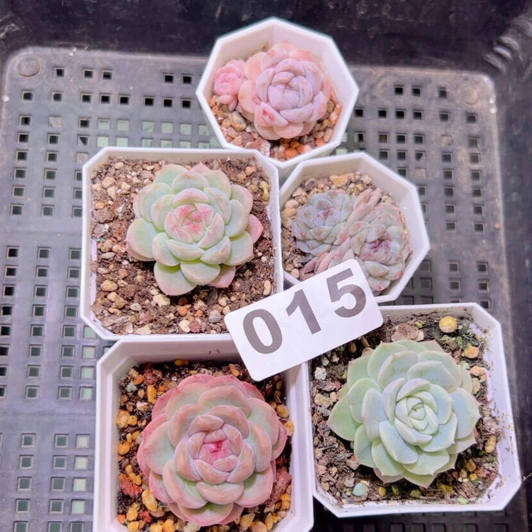 专拍5颗溏心组合