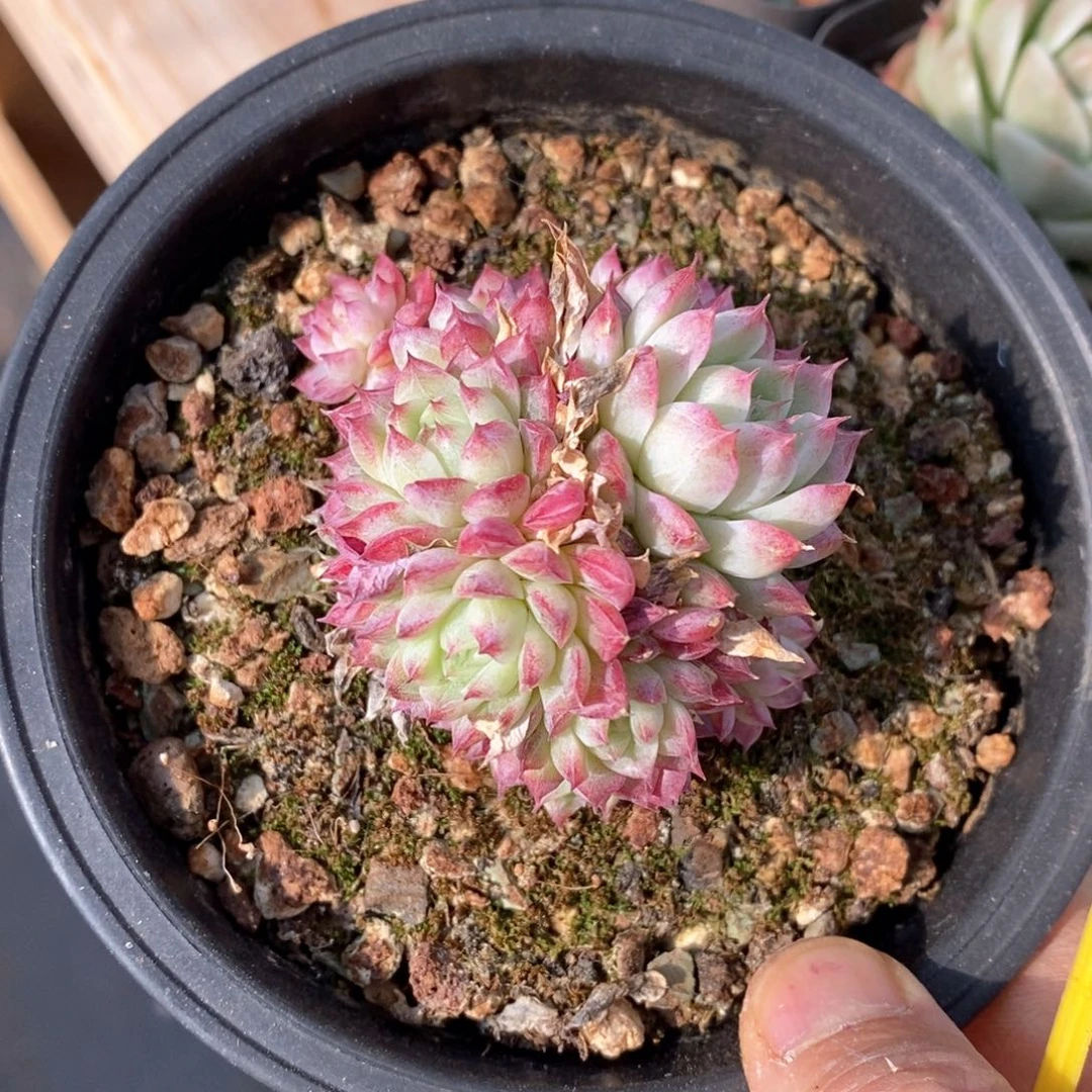 精品多肉一物一拍不包整55